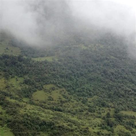 Bosques Andinos En Los Medios Bosques Andinos