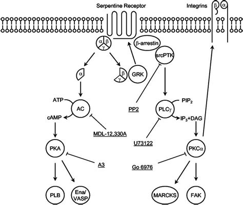 Schematic Overview Of Signal Transduction Pathways Involved In The