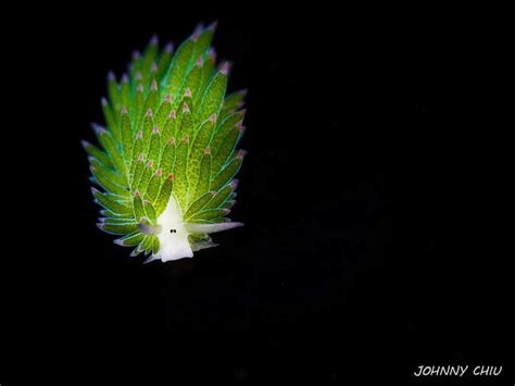 Amazing sea slug eats so much algae it can ‘photosynthesize’