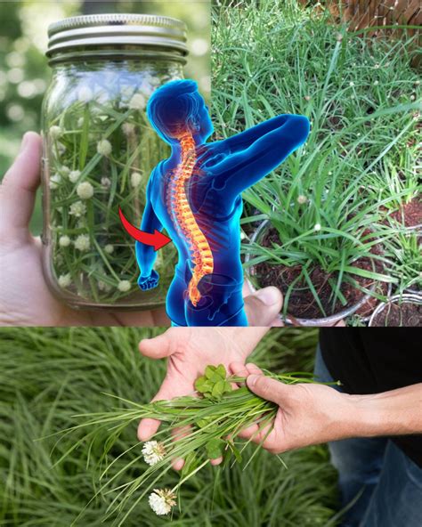 Kyllinga brevifolia: beneficios, usos medicinales y cómo incorporarla a ...