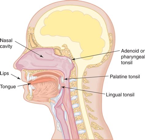 Oral Pathology Chapter 4 The Immune System And Immunity NOTES