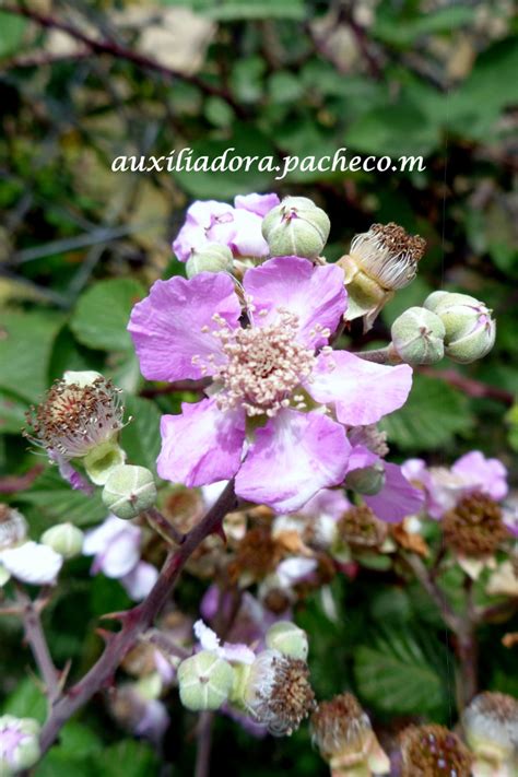 Flor De Zarzamora 2 Macro Flower Summer Flowers Flowers