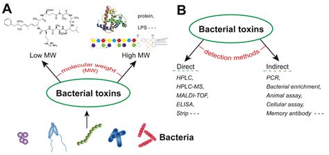 Toxins Free Full Text Recent Developments In Antibody Based Assays