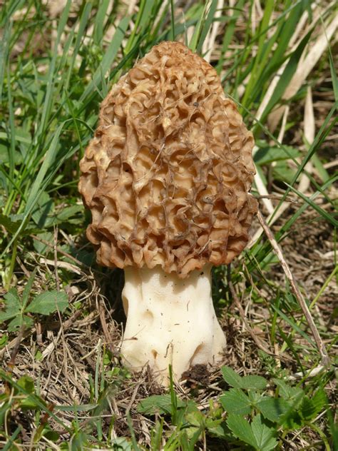 Сморчок настоящий (Morchella esculenta) фото и описание