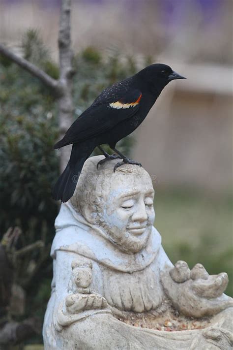 Red Winged Blackbird Perched On St Francis Statue Head Agelaius