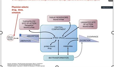 Pharmokinetcs Drug Absorption And Distribution I Flashcards Quizlet