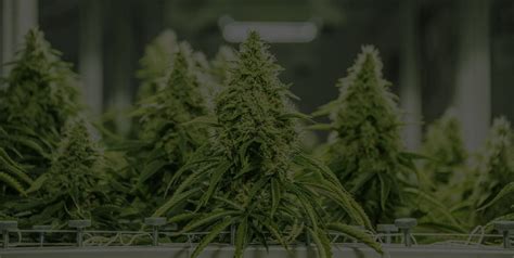 Automating Your Cannabis Grow Centurionpro Solutions