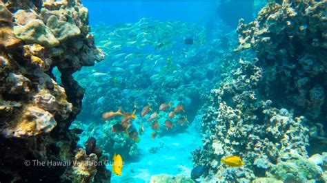 5 Best Big Island Snorkeling Spots (plus how to swim with manta rays) - The Hawaii Vacation Guide