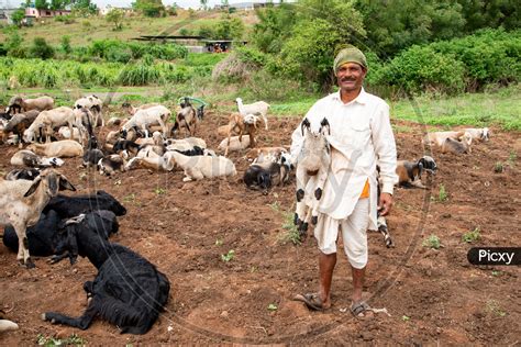 Image Of A Nomadic Shepherd In A Village In Maharashtra Ao468613 Picxy