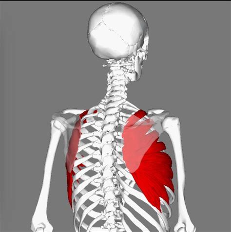 Serratus Anterior Ribs 1 To 8 Midway Between Angles And Costal