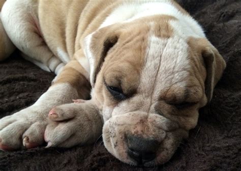Progress in addressing a severe skin disease that affects dogs and