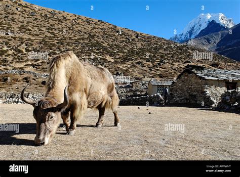 Yak At Sherpa Village Machhermo Dudh Koshi Valley Sagarmatha National