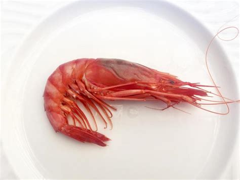 D Nde Comer Gamba Roja De D Nia Un Tesoro Del Mediterr Neo