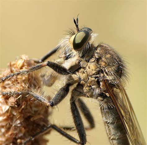 Schlichte Raubfliege Schlichte Raubfliege Machimus Rustic Flickr