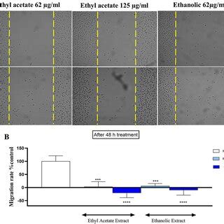 The Effects Of Various Concentrations Of T Chebula Ethanol And Ethyl