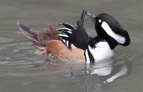 Preening Hooded Merganser Gary Barrows Flickr