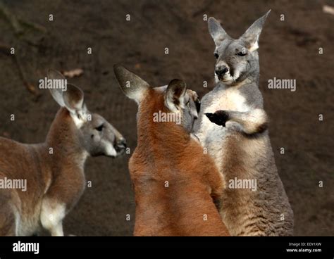 Boxing Kangaroo Stock Photos & Boxing Kangaroo Stock Images - Alamy