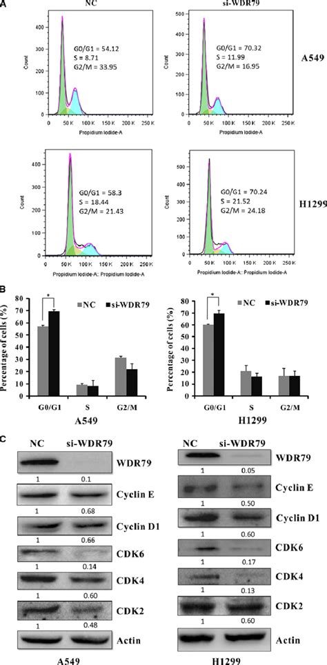 Knockdown Of Wdr79 Causes Cell Cycle Arrest At The G0g1 Phase A