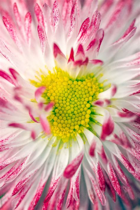 "English Daisy" by Stocksy Contributor "ALAN SHAPIRO" - Stocksy