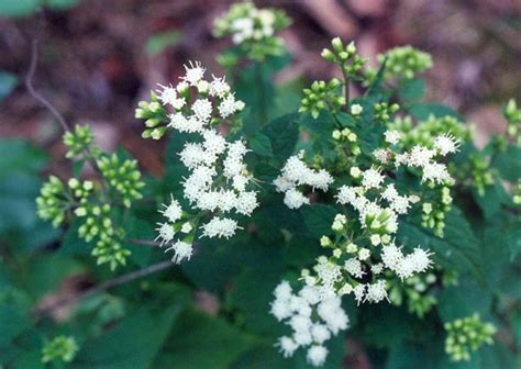 Ageratina altissima, White Snakeroot at Toadshade Wildflower Farm