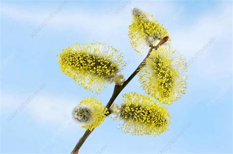 Pussy Willow Flowers Stock Image B Science Photo Library