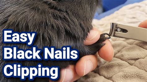 The Black Nails Clipping Secret For Guinea Pigs YouTube