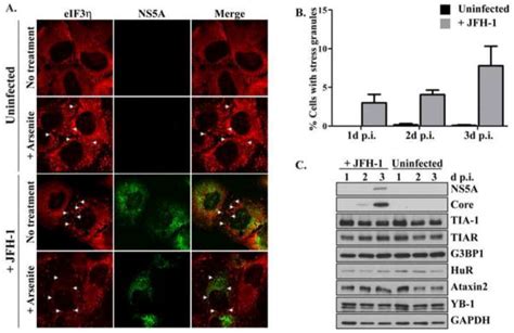 Modulation Of Hepatitis C Virus Rna Abundance And Virus Release By