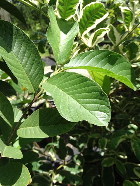 Philippine Bayabas Guava Tree Psidium Guajava Real Tropicals