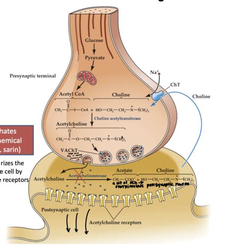 Chapter 6 - Neurotransmitters and Their Receptors (Part One) Flashcards ...