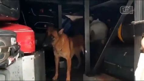 VÍdeo Jovem é Presa Com Mais De 20 Kg De Maconha Em ônibus Na Ba Cão