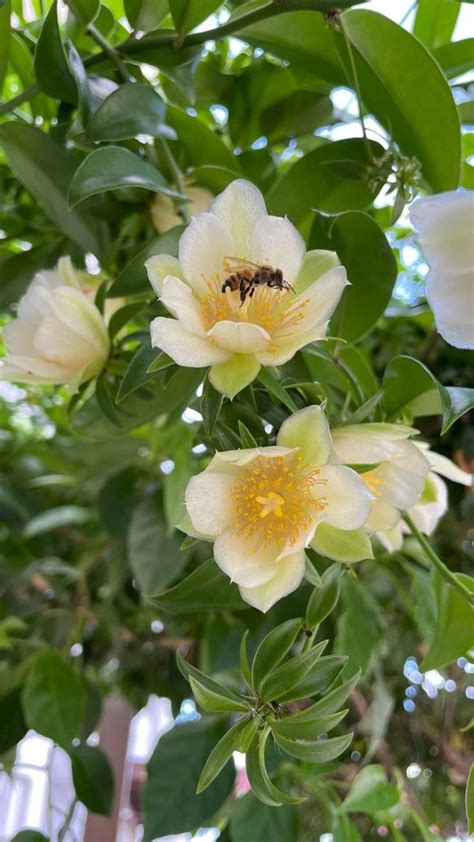 Free Images Foliage Flowers Beauty Beautiful Nature Bee Petal