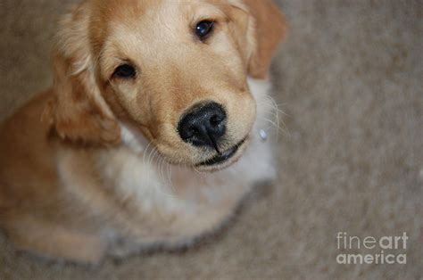 Golden Retriever Puppy Eyes Photograph by John Small | Fine Art America