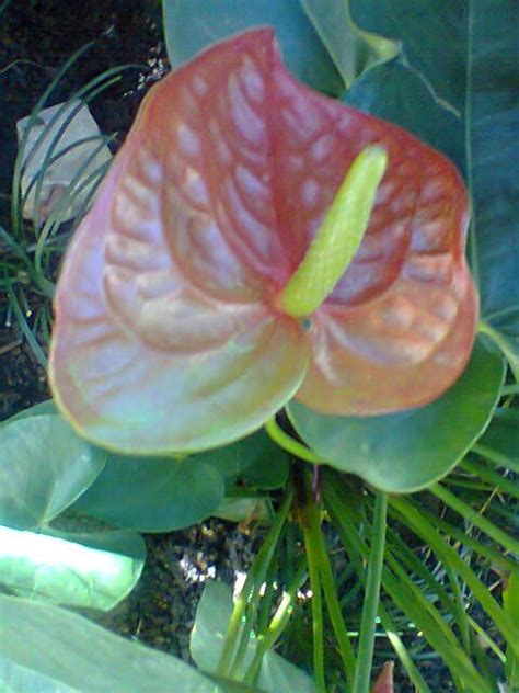 Pin De Elizabeth Wieczkowski En Anthurium