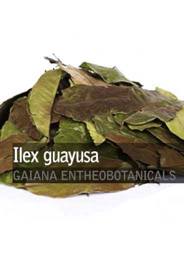 Ilex Guayusa Gaiana