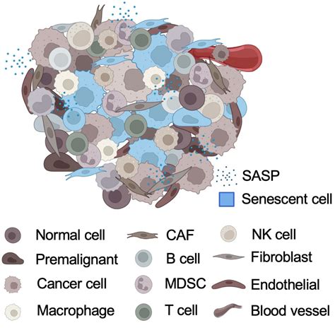 Reshaping Of The Tumor Microenvironment By Cellular Senescence An