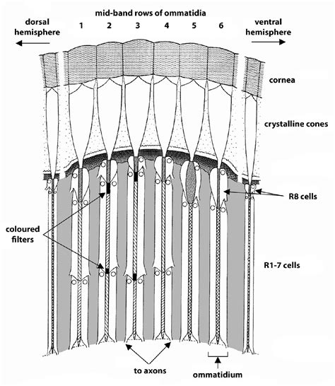 Figure 1 from Mantis Shrimp Eye Structure and Function | Semantic Scholar