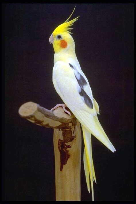 Cockatiel Colours