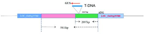 A Schematic Diagram Showing The Insertion Position Of T Dna Download Scientific Diagram