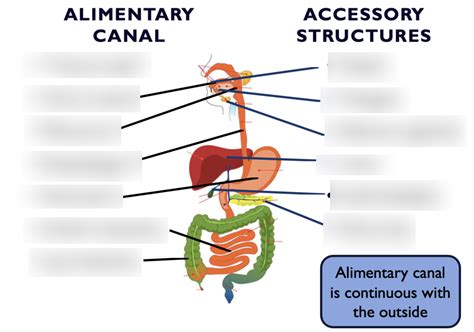 Bio 228 Digestive Tract Diagram Quizlet