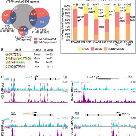 Smad1 Chromatin Binding To BMP Regulated Genes A Smad1 ChIP Seq