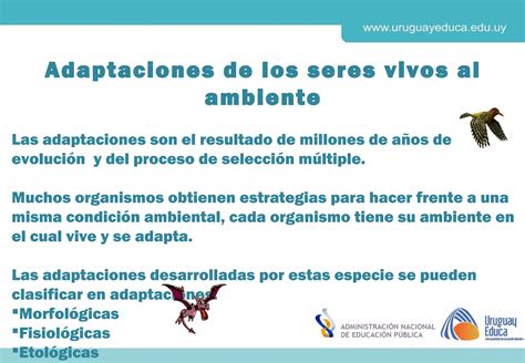 Adaptación de los seres vivos PPT