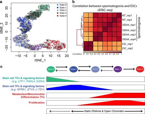 The Adult Human Testis Transcriptional Cell Atlas Abstract Europe Pmc