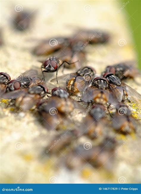swarm  flies royalty  stock image cartoondealercom