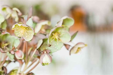 How To Grow And Care For Lenten Rose