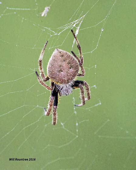 Tropical Orb Weaver Eriophora Ravilla Bugguide Net