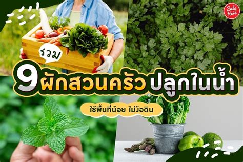 ปลูกต้นไม้กินได้ เริ่มต้นสวนผักในบ้านของคุณ Naihuoucom