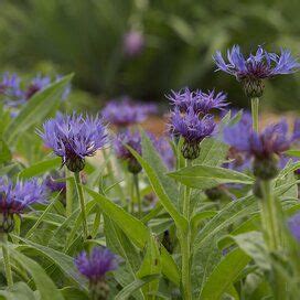 Underused Perennials That Will Bring Unexpected Beauty To Your Garden