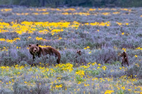 National Park Service Shares Wildlife Rules After Bear Incident - Thrillist