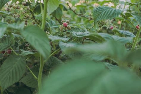 Premium Photo | Raspberries grow on the farm