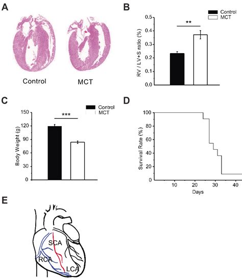 Indices Of Monocrotaline Mct Injected Rats Mct Pah Rats And